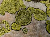 Rhizocarpon geographicum