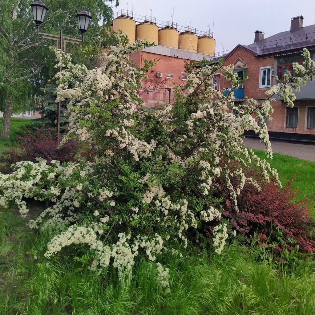 Изображение особи род Pyracantha.