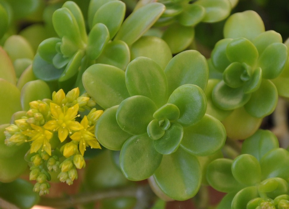 Image of Sedum oreganum specimen.