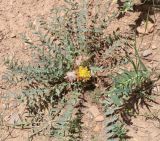 genus Astragalus