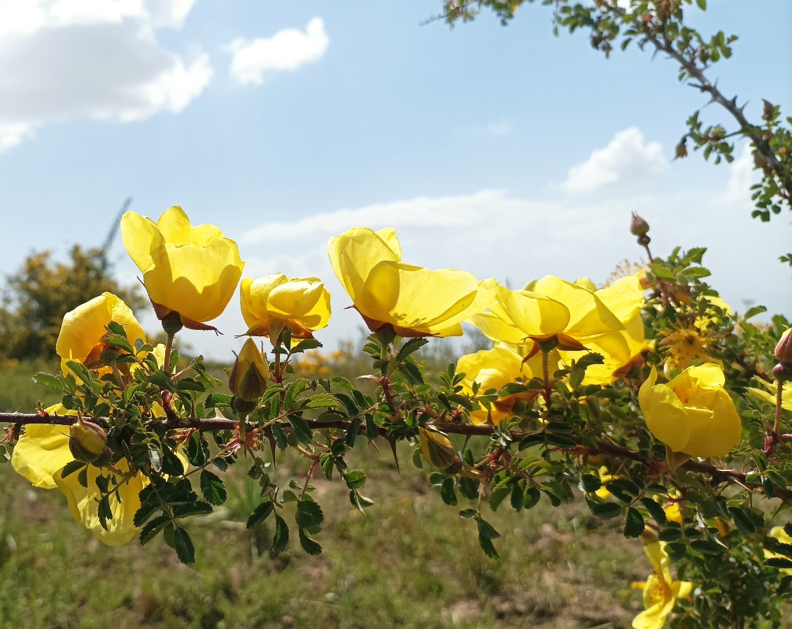 Image of Rosa kokanica specimen.