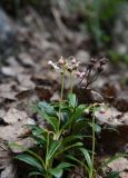 Chimaphila umbellata. Цветущее растение и сухой прошлогодний побег с плодами. Челябинская обл., Кыштымский городской округ, окр. пос. Слюдорудник, южный гора Слюдяная, южный склон, берёзово-сосновый лес перед входом в штольню. 3 июля 2023 г.