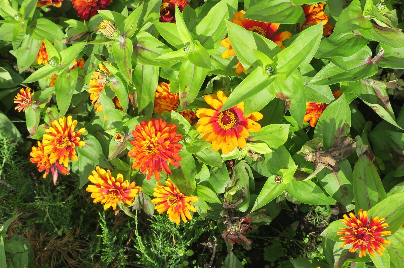 Image of Zinnia elegans specimen.