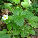 Fragaria orientalis