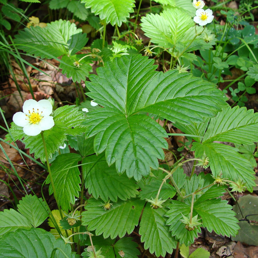 Изображение особи Fragaria orientalis.