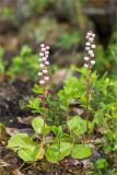 Pyrola minor. Цветущие и плодоносящие растения. Мурманская обл., Кандалакшский р-н, Княжегубское вдхр., оз. Нотозеро, небольшой остров, край соснового леса вблизи сырого каменистого берега. 05.07.2023.