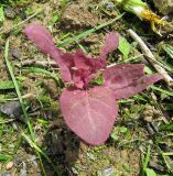 Atriplex hortensis. Молодое растение. Московская обл., Одинцовский р-н, г. Кубинка, дачный участок, самосев (занесено с удобрениями). 18.05.2010.