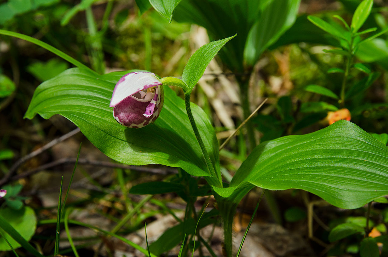 Image of Cypripedium guttatum specimen.