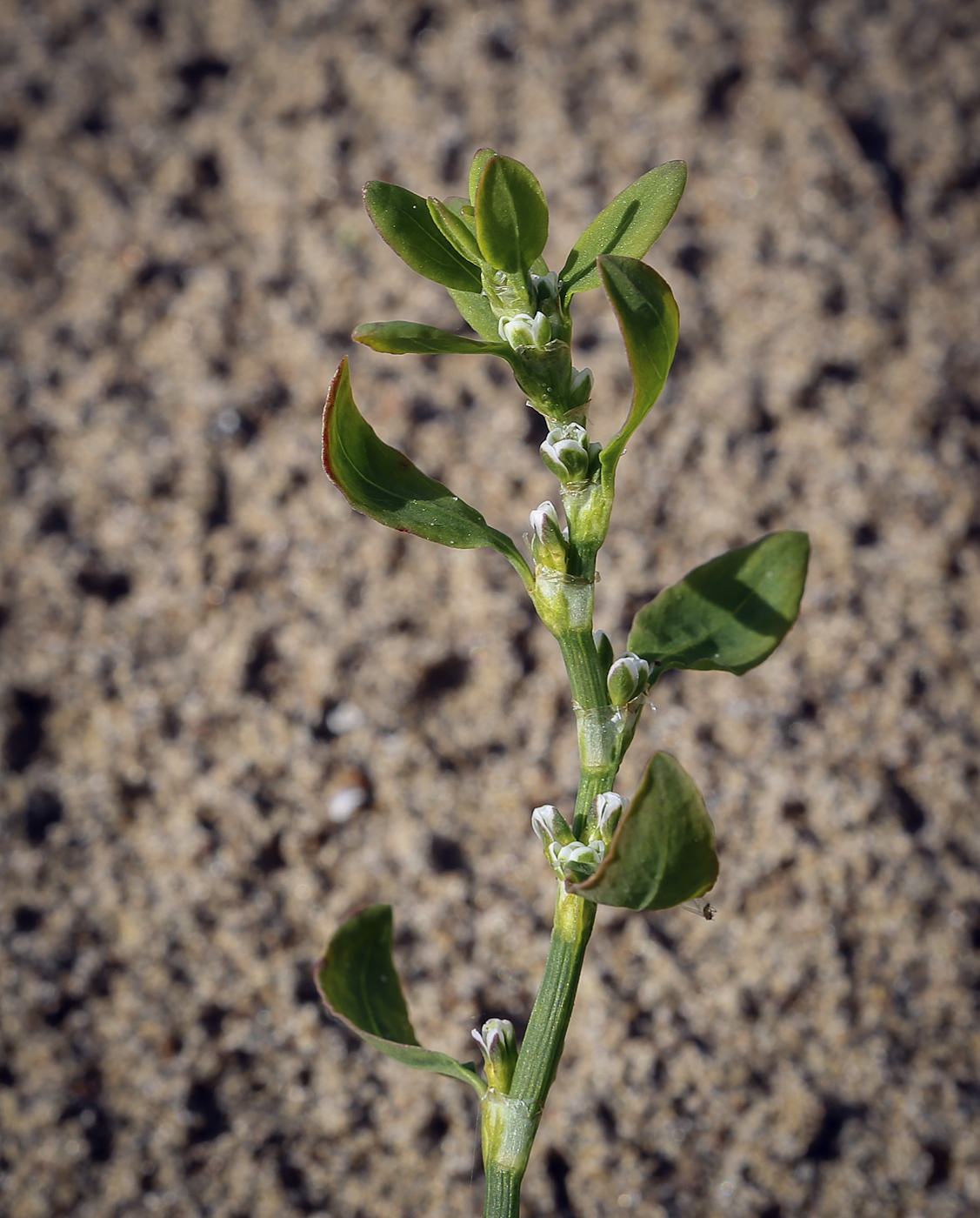 Изображение особи род Polygonum.