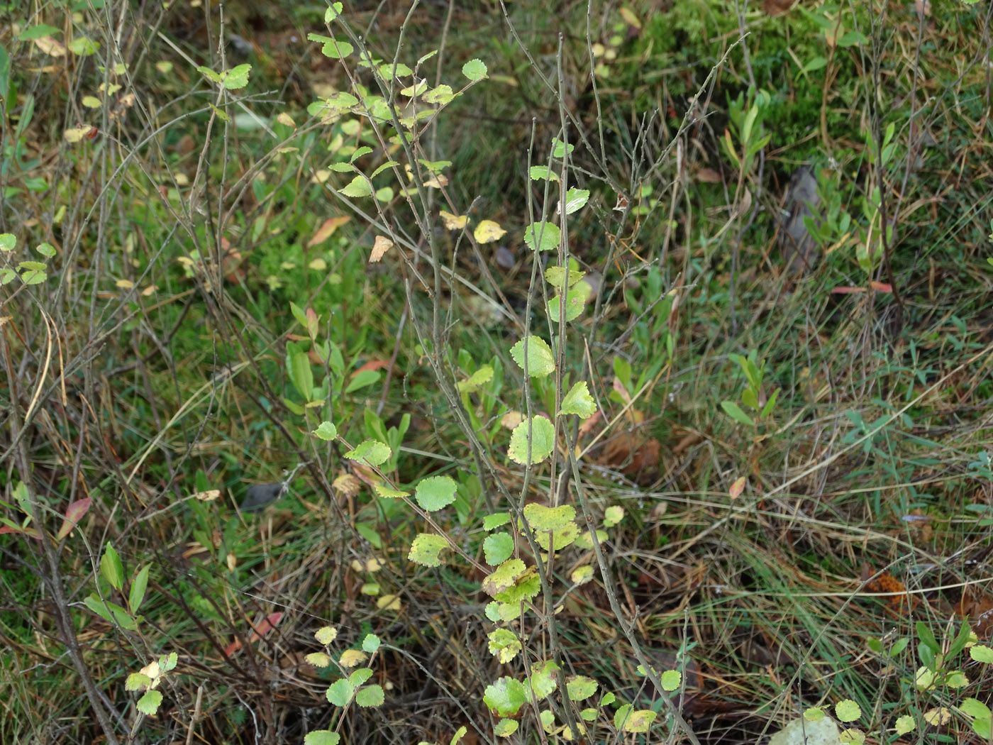Image of Betula nana specimen.