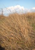 Brachypodium rupestre. Плодоносящие растения. Краснодарский край, м/о г. Новороссийск, гора Лысая-Неберджаевская, разнотравно злаковый луг на вершине. 07.11.2023.