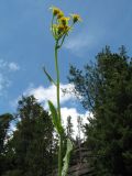 Tephroseris integrifolia