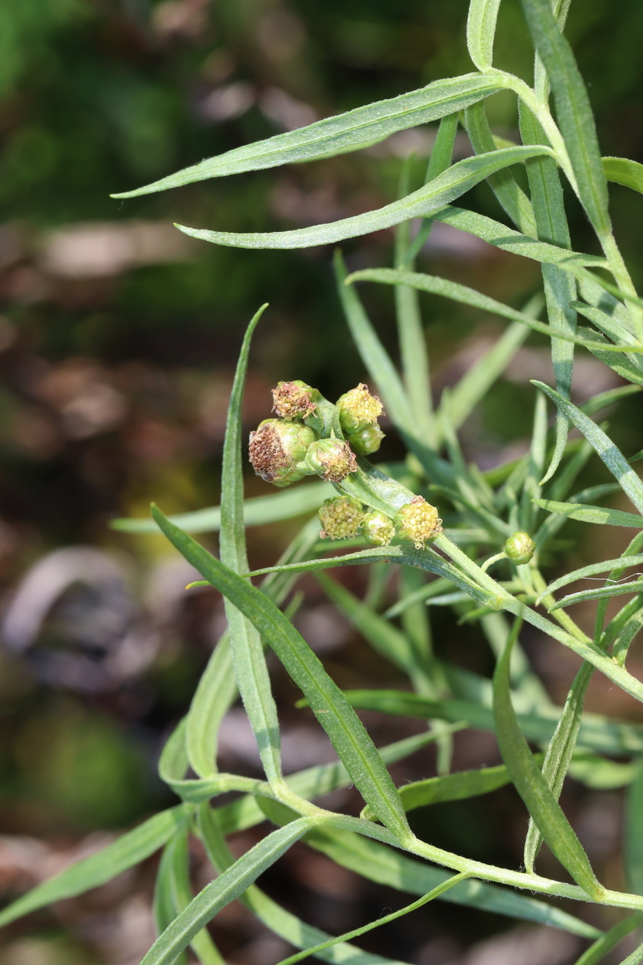 Image of Artemisia glauca specimen.