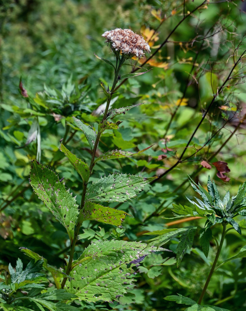 Изображение особи Saussurea riederii.