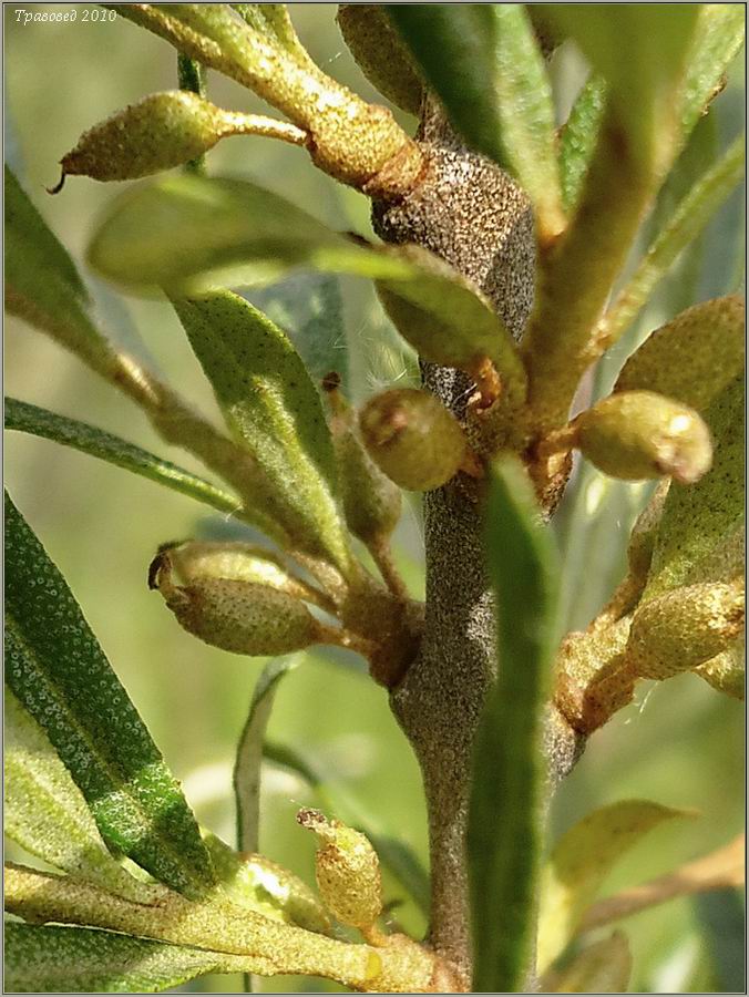 Изображение особи Hippophae rhamnoides.