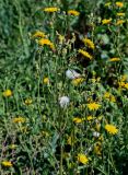 Sonchus arvensis