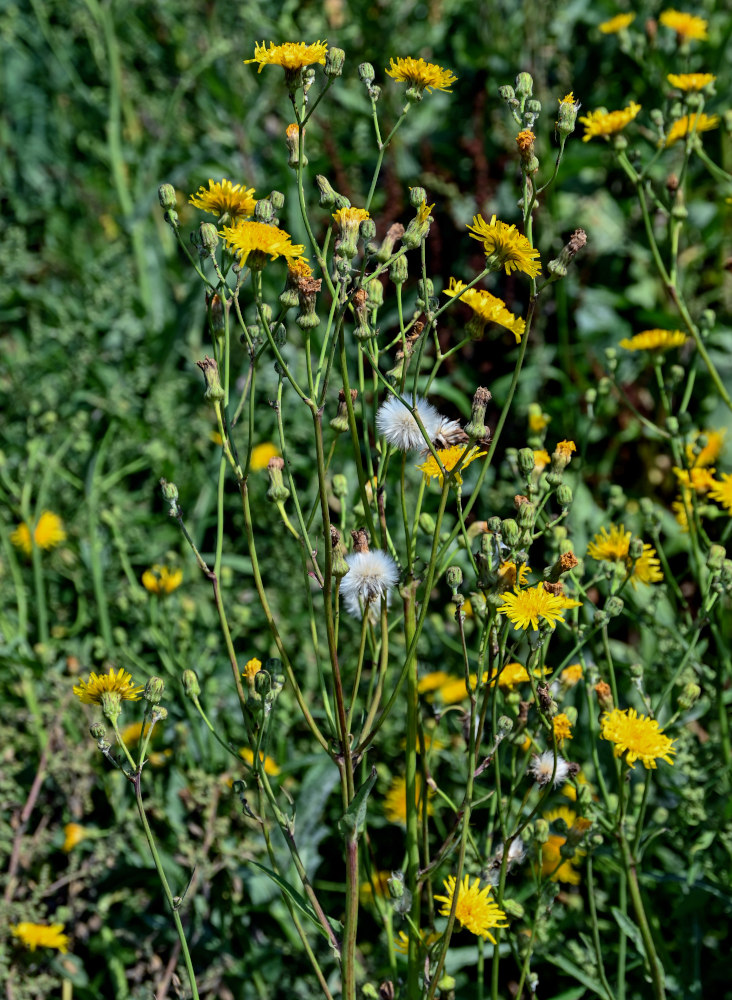 Изображение особи Sonchus arvensis.