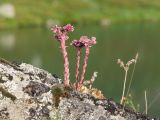 Sempervivum caucasicum. Цветущие растения. Карачаево-Черкесия, Урупский р-н, хр. Загедан, Загеданские озёра, ≈ 2600 м н.у.м., морена, альпийский луг, на скале. 08.08.2023.