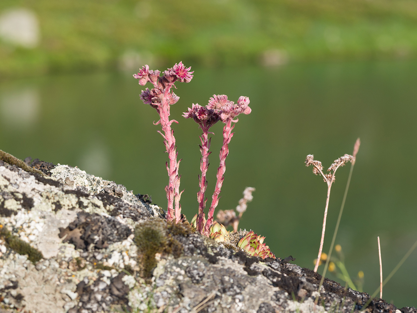 Изображение особи Sempervivum caucasicum.