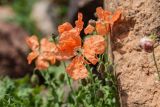 Papaver armeniacum