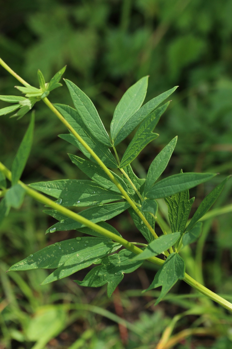 Image of Thalictrum flavum specimen.