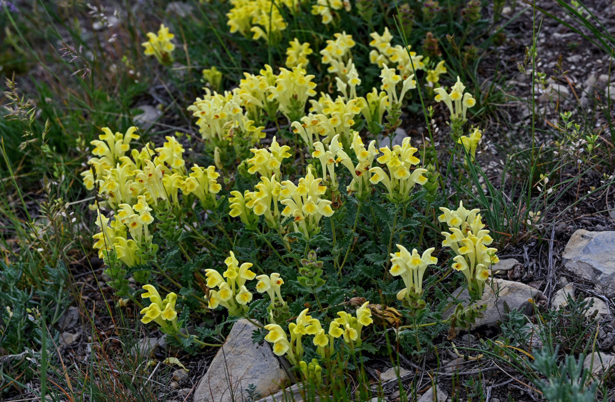 Изображение особи Scutellaria sosnovskyi.