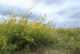 Medicago falcata. Цветущее растение в сообществе с плодоносящим райграсом (Arrhenatherum elatius). Новгородская обл., геологический памятник \"Ильменский глинт\", окр. дер. Ретлё, побережье оз. Ильмень, суходольный луг на известняке. 25.07.2023.