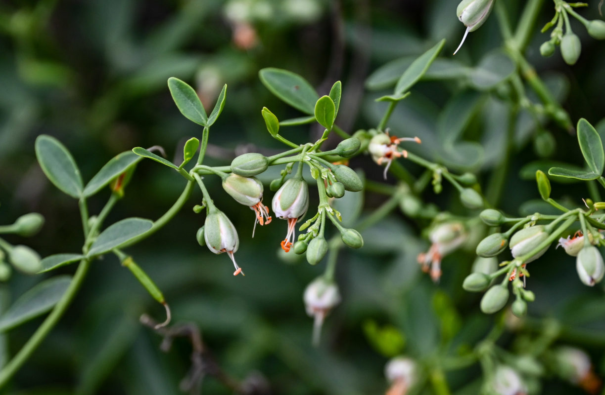 Image of Zygophyllum fabago specimen.