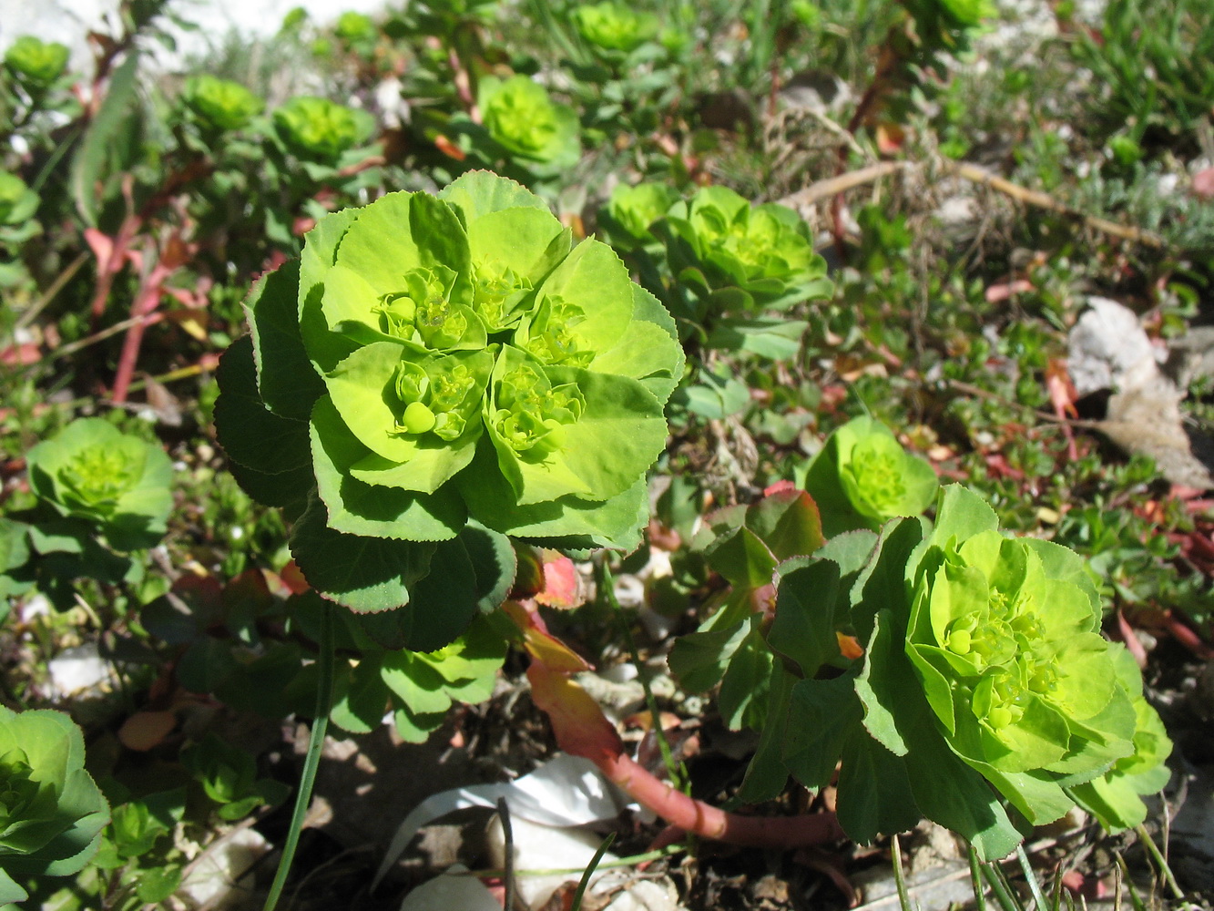 Изображение особи Euphorbia helioscopia.