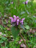 Lamium purpureum. Соцветие. Краснодарский край, г/о Сочи, Хостинский р-н, гора Бытха, восточный склон, широколиственный лес. 02.04.2024.