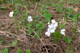 Viola stagnina