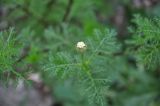 Anthemis altissima