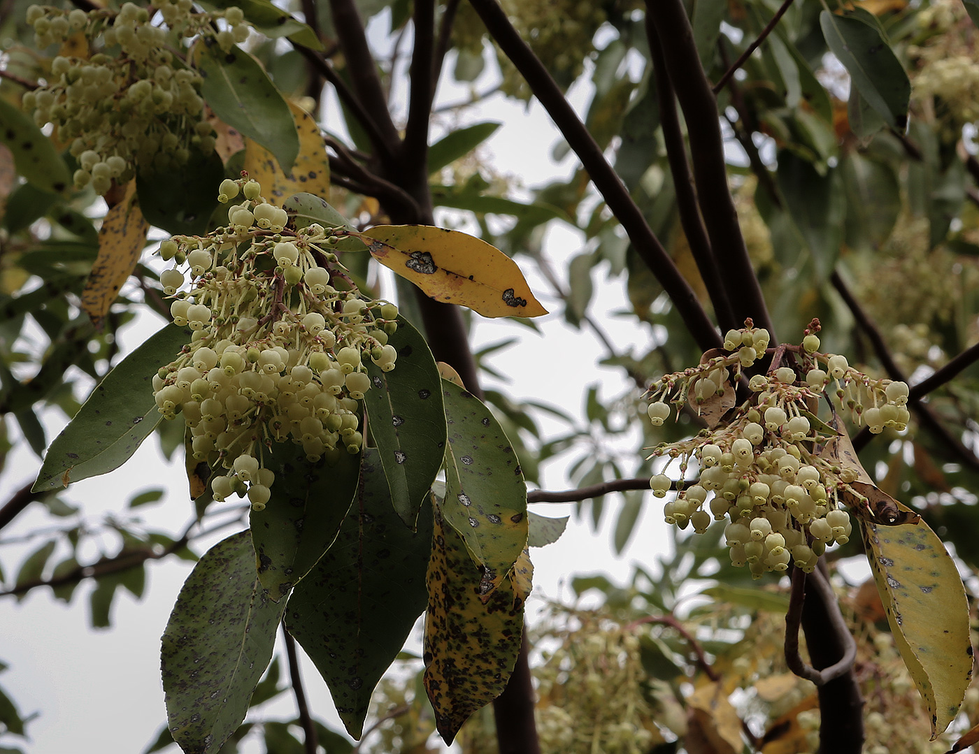 Image of Arbutus andrachne specimen.