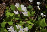 Oxalis acetosella. Цветки и листья. Приморский край, Уссурийский ГО, Горнотаёжный дендрарий ДВО РАН. 04.05.2024.