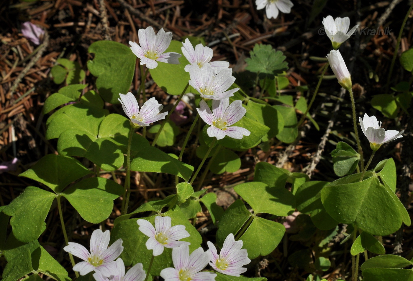 Изображение особи Oxalis acetosella.