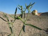 Zygophyllum ovigerum. Верхушка веточки с цветком и завязью. Казахстан, Мангистауская обл., Каракиянский р-н, Устюртский запов.; разрушенные останцы у юго-зап. части впадины Карын-Жарык, окр. род. Онере, загипсованные глины. 10 мая 2024 г.