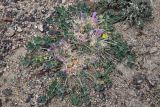 Astragalus borodinii