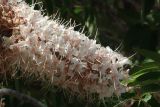 Aesculus californica