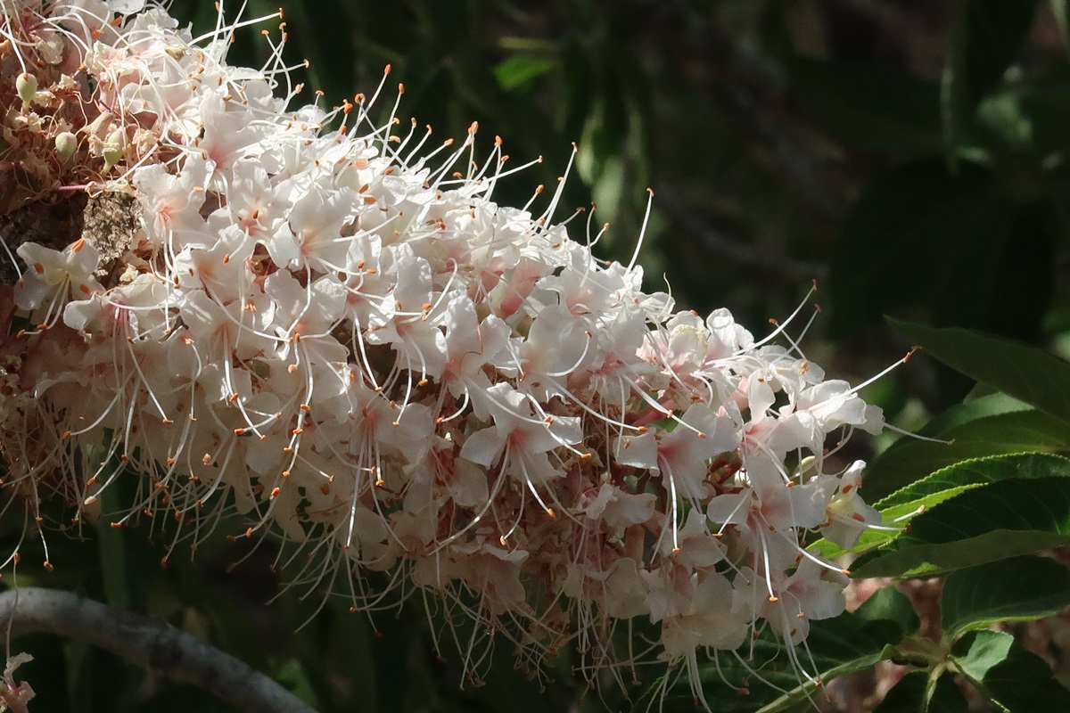 Изображение особи Aesculus californica.