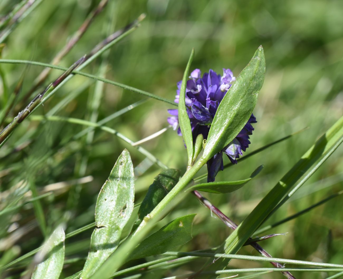 Изображение особи Polygala alpicola.