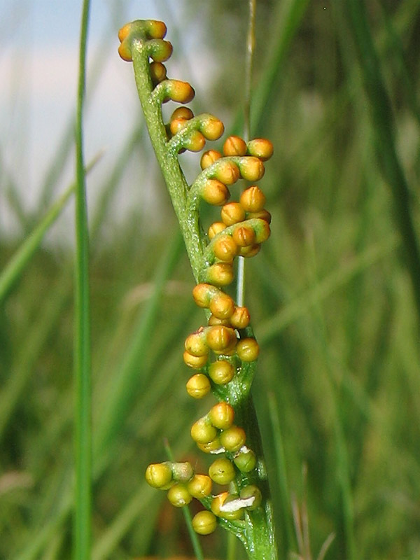 Изображение особи Botrychium lunaria.