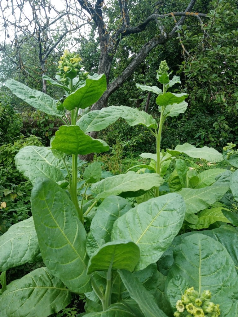 Image of Nicotiana rustica specimen.