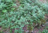 Salix vestita