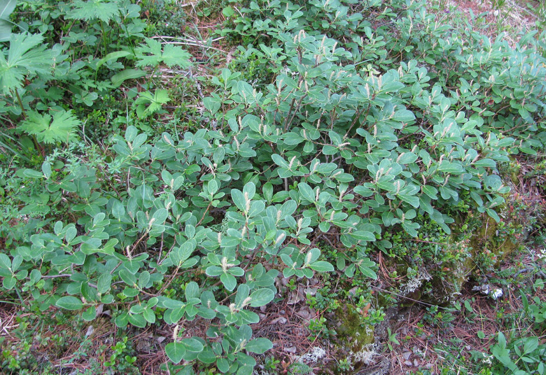Image of Salix vestita specimen.