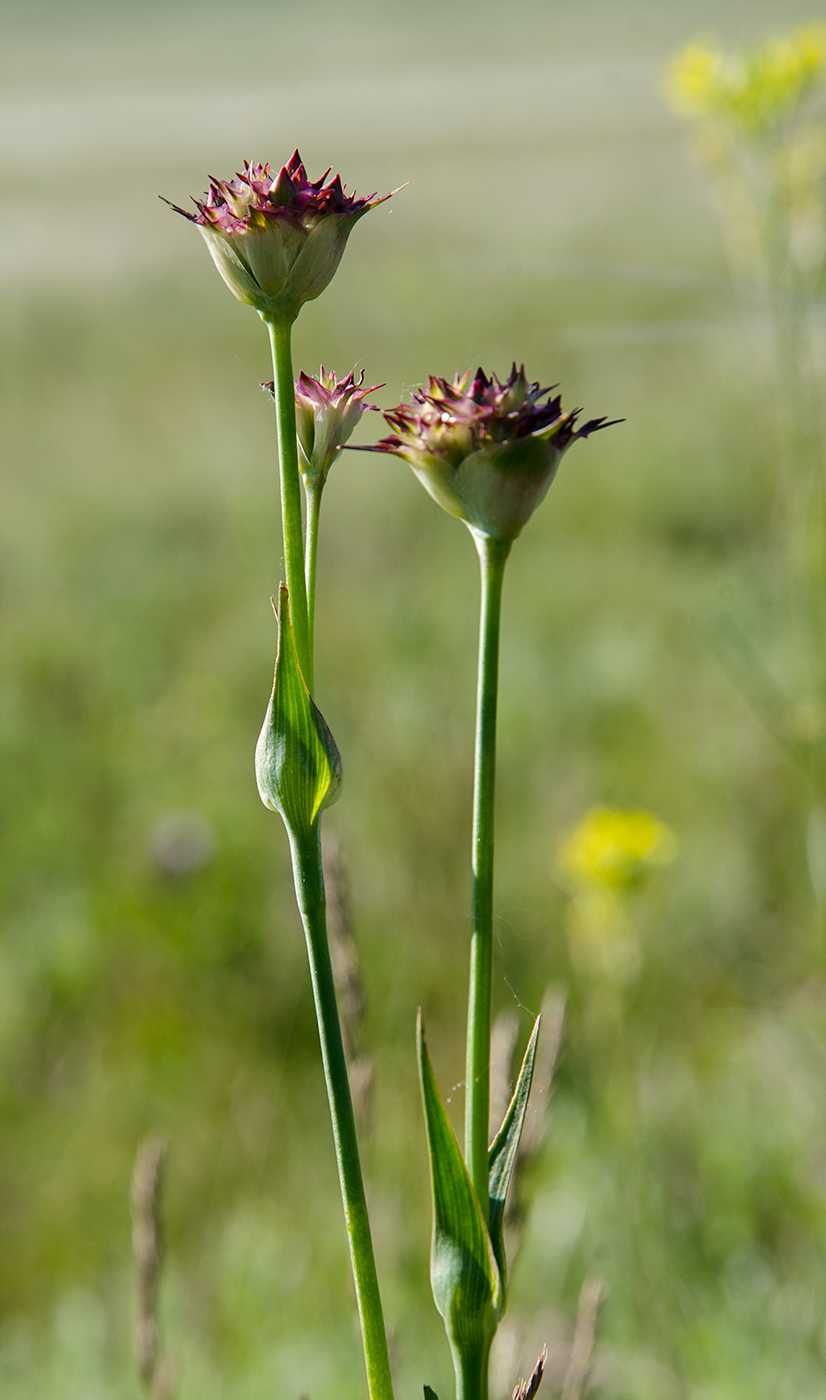 Изображение особи Dianthus andrzejowskianus.