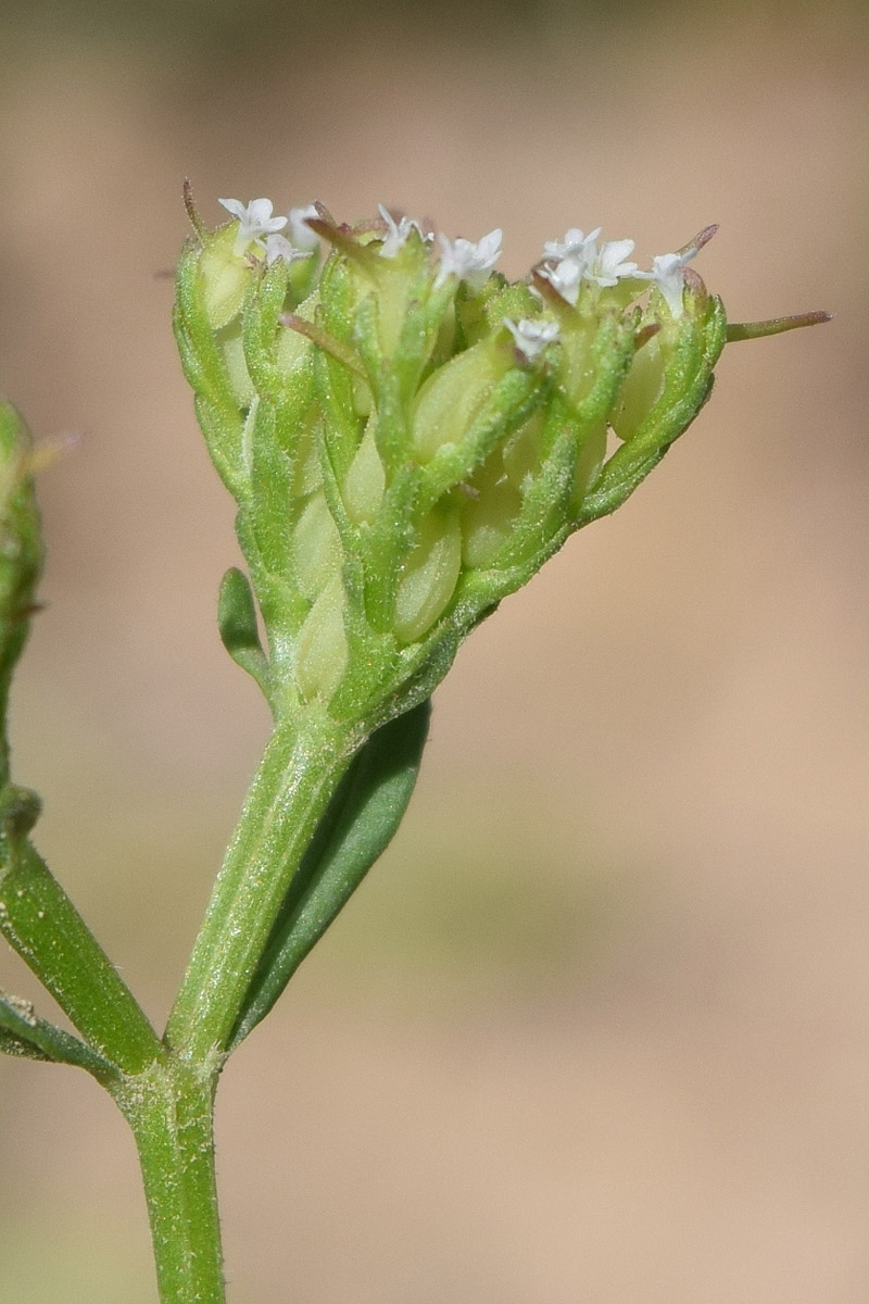 Image of Valerianella szovitsiana specimen.