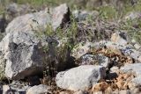 Galium verticillatum. Цветущие растения. Крым, Севастополь, Байдарская дол., можжевеловое редколесье. 30.04.2025.