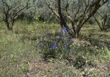Anchusa azurea. Цветущее растение. Испания, Каталония, пров. Жирона, комарка Баш Эмпорда, муниципалитет Калонже, междурядье на оливковой плантации. 07.05.2025.