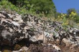 Trigonella striata