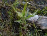 Rorippa amphibia